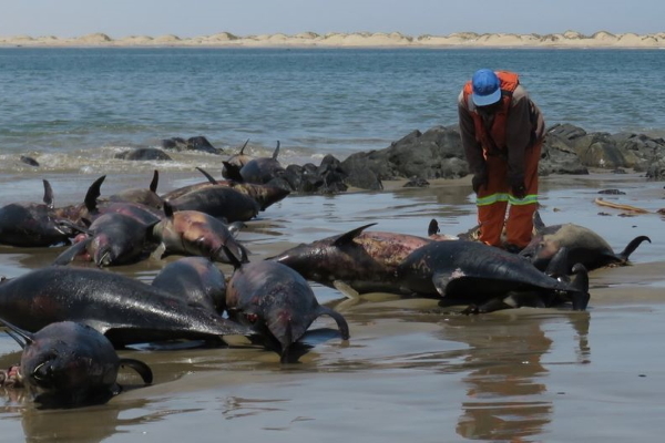 86 con cá heo chết bất thường trên bãi biển
