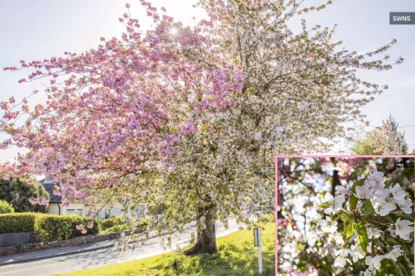 Kỳ lạ, cây anh đào ‘U70’ nở hoa 2 màu