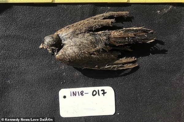 Phát hiện vô giá: Chim sơn ca đóng băng, nguyên vẹn sau 46.000 năm