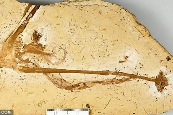 Phát hiện hóa thạch hoa loa kèn cổ nhất thế giới