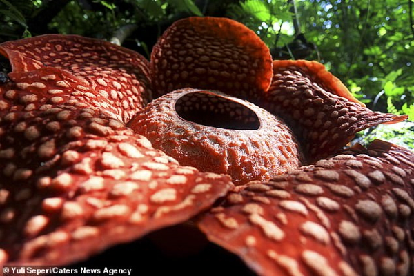 Kỳ thú: Hoa xác thối lớn nhất thế giới nở rộ