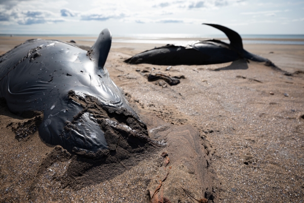 Hàng loạt cá voi mắc cạn, chết bí ẩn