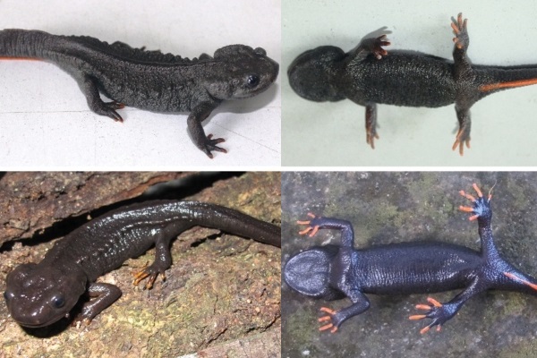 Phát hiện 2 loài sa giông cá sấu mới tại Việt Nam