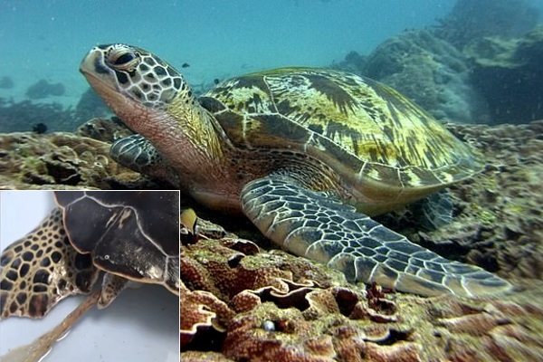 Rùa biển xanh quý hiếm ‘vật vã’ vì nuốt phải rác thải nhựa