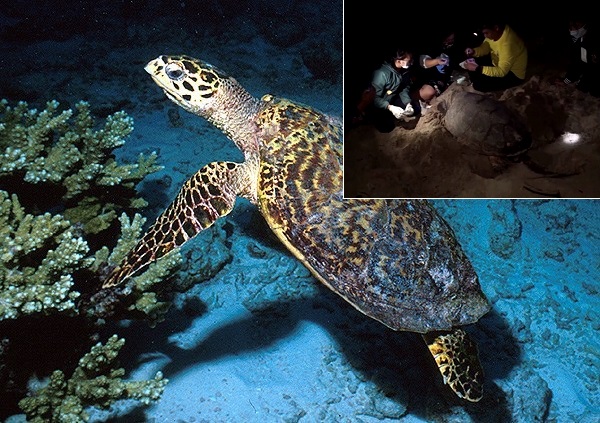 Rùa biển quý hiếm đẻ hơn 80 quả trứng