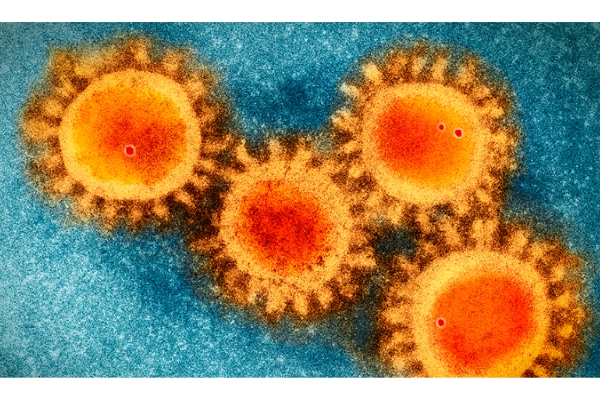 Virus nCoV không đến từ phòng thí nghiệm