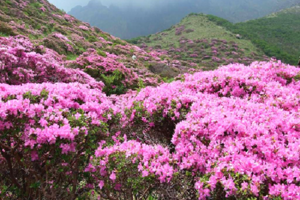 Mùa hoa đỗ quyên trên đỉnh Tây Côn Lĩnh