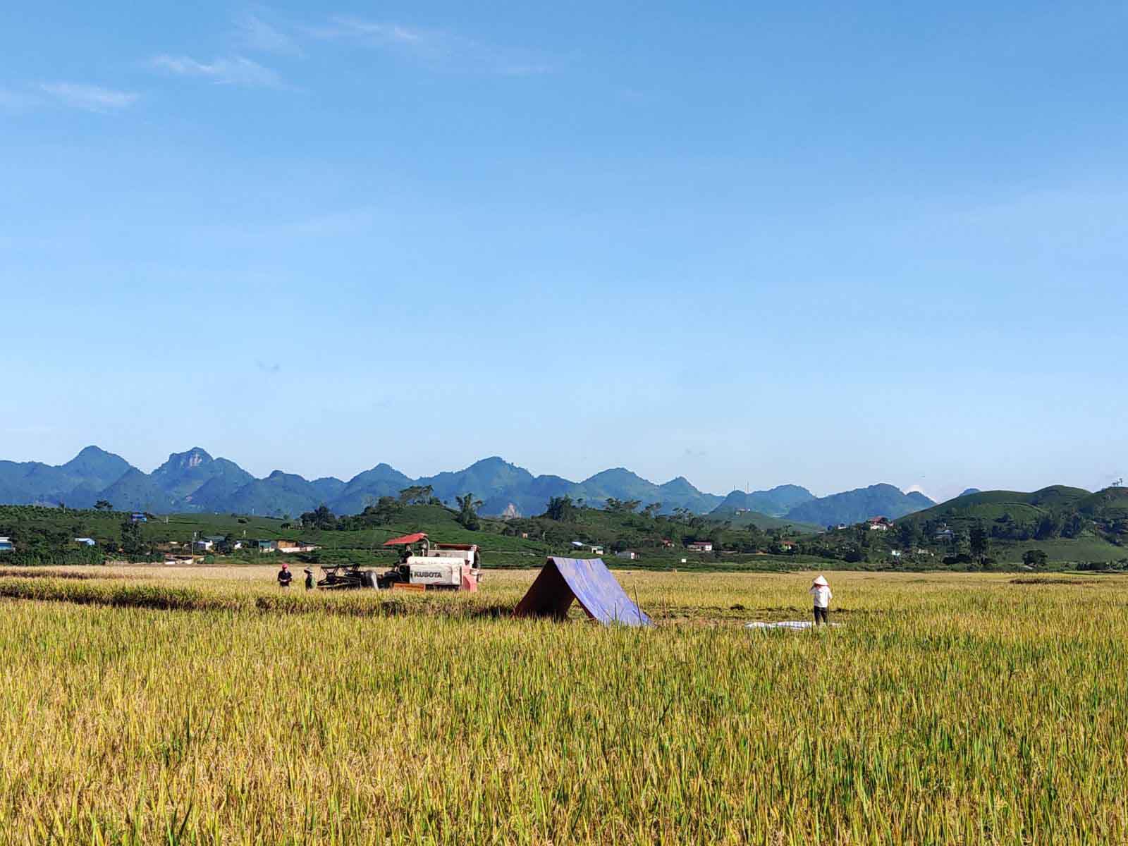 Thu vàng Châu Mộc