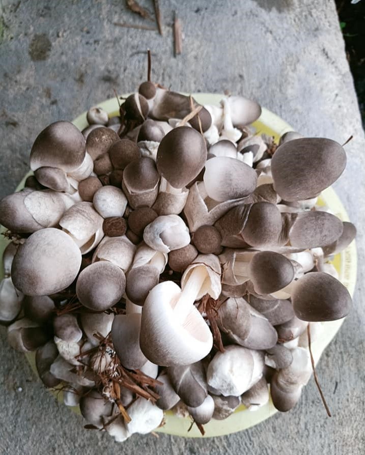 Nấm rơm – Kho báu nhỏ ẩn trong đống rạ