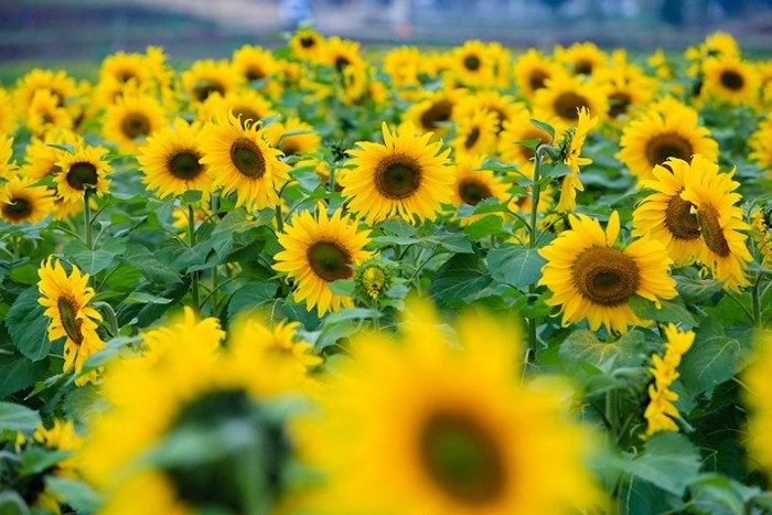 Cánh đồng hoa hướng dương bát ngát cực thu hút ở Việt Nam