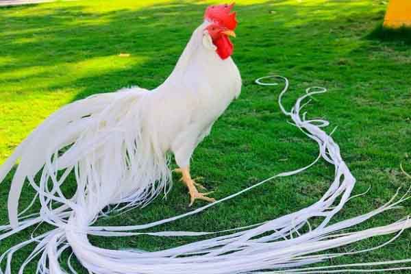 Onagadori: Giống gà quý hiếm sở hữu chiếc đuôi dài gần 10 mét