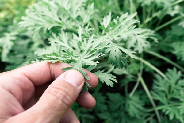 Những người không nên ăn lá ngải cứu