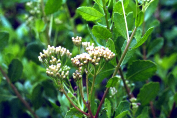 Rất nhiều tác dụng không ngờ từ cây cúc tần