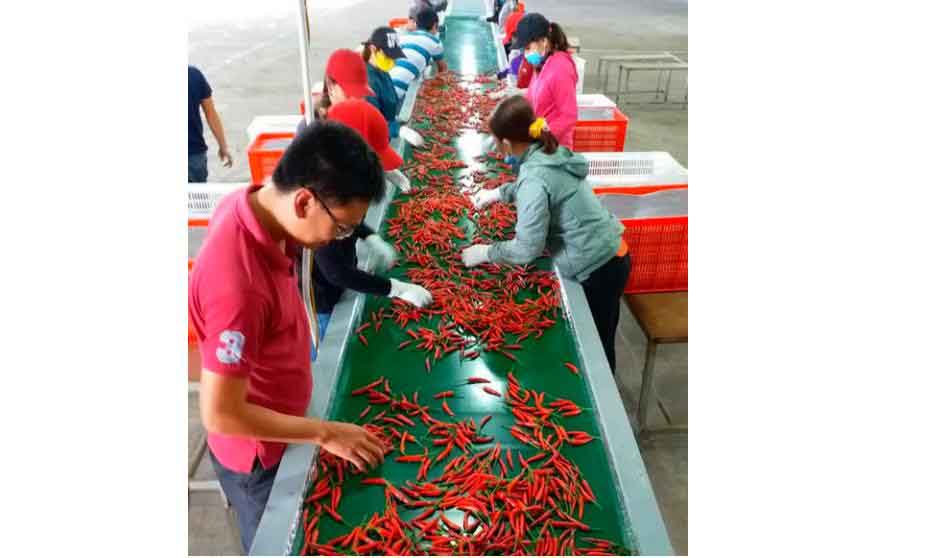 Bầu Đức chỉ trồng ớt đã kiếm được mỗi tháng hơn 30 tỷ đồng