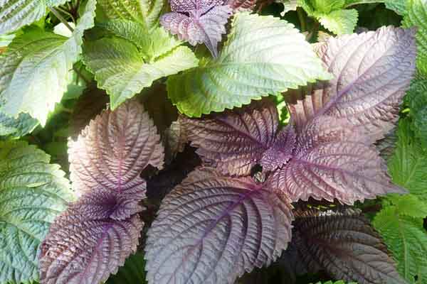 Tía tô, chanh – sự kết hợp tuyệt vời cho một làn da trắng sáng tự nhiên