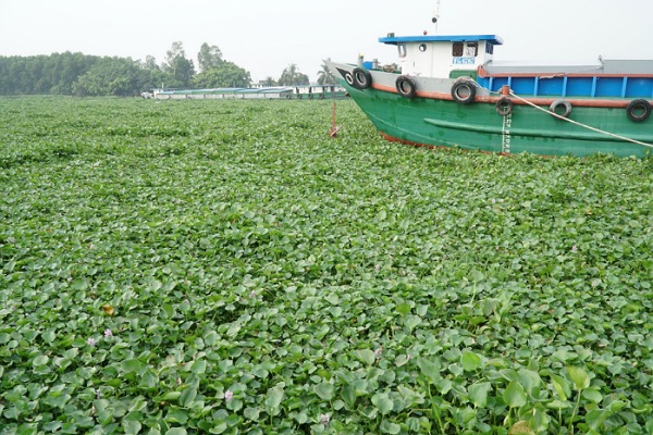 Giao thông trở nên tắc nghẽn vì lục bình dày đặc trên sông Vàm Cỏ Đông