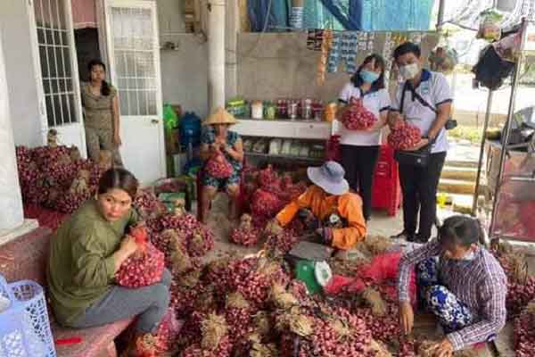 Đại học Bạc Liêu giúp ‘giải cứu’ gần 3 tấn hành tím Vĩnh Châu