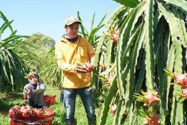 Vì sao giá thanh long tăng gần 10 lần chỉ sau giải cứu?