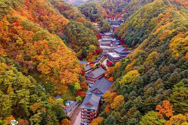 Ngỡ ngàng trước vẻ đẹp khi vào thu của một ngôi chùa độc đáo