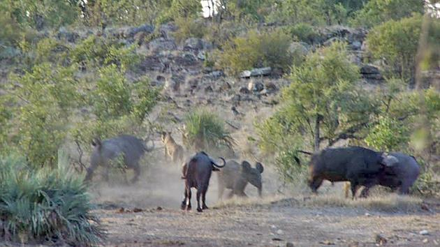 Hi hữu trâu rừng cứu voi con khỏi móng vuốt sư tử