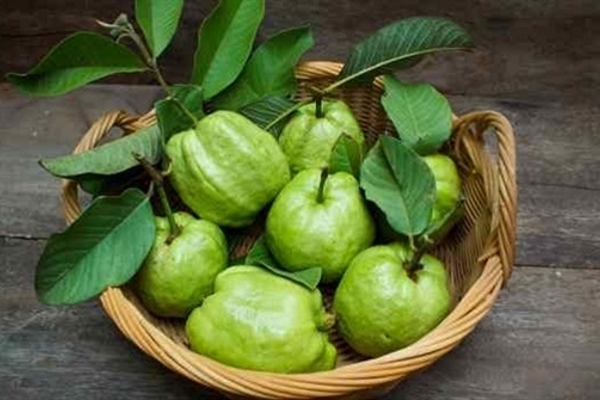 Lá ổi – phương thức tuyệt vời giúp ngăn rụng tóc