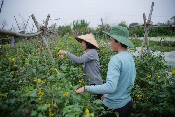 Vợ chồng tiến sĩ bỏ việc về quê trồng rau hữu cơ