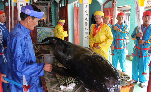Cá voi dạt vào bờ, ngư dân Quảng Ngãi áo dài khăn đóng mai táng