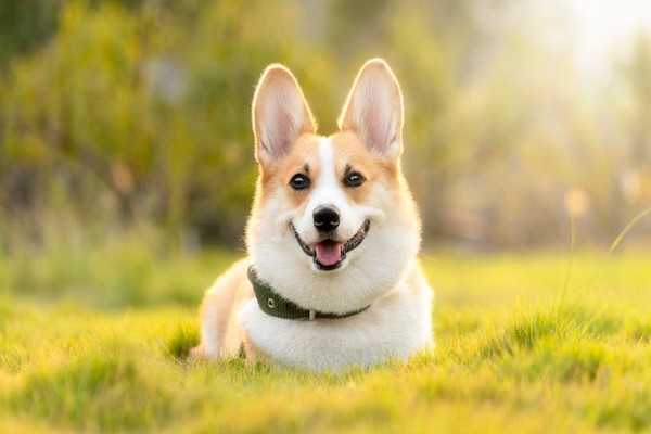 Những lưu ý sau khi lây nhiễm bệnh đậu mùa khỉ từ thú cưng