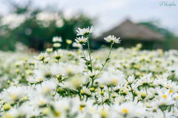 Cúc họa mi – thổn thức trái tim người Hà Nội ngày cuối thu