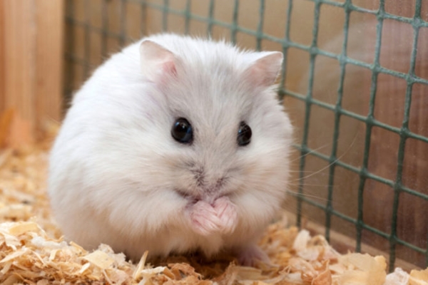 Ráo riết tìm mua chuột Hamster chơi Tết 2020