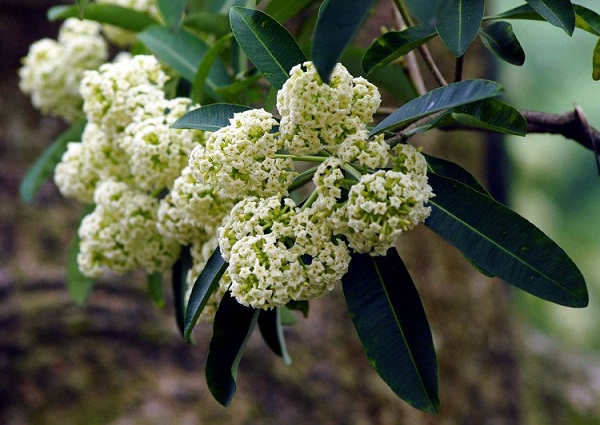 Tác hại khôn lường của hoa sữa