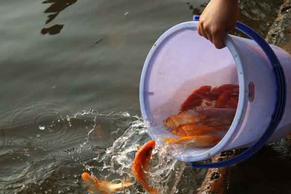 Người dân phóng sinh cá, chim tiễn ông Táo về trời