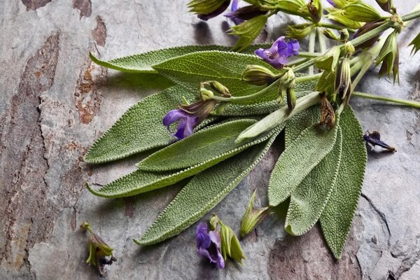 Bạn có tin chỉ bằng cách ăn cũng khiến cơ thể có mùi thơm?