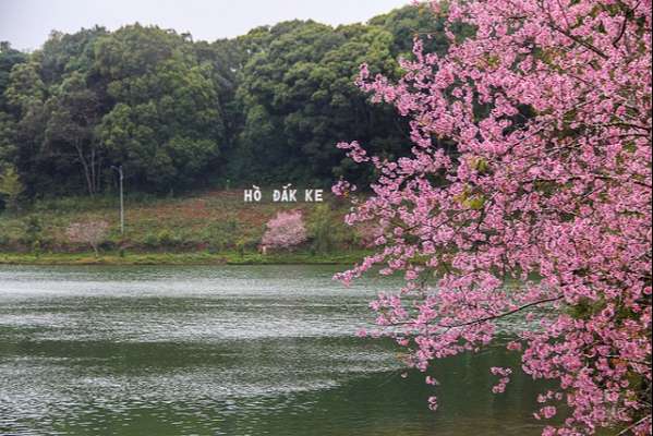 Mai anh đào không chỉ có ở Đà Lạt
