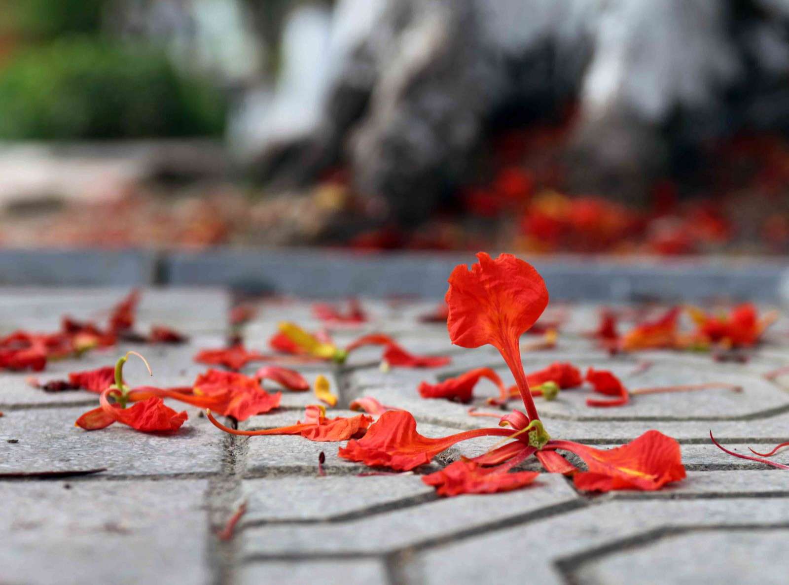 Nỗi lòng tháng Sáu