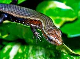 Kỳ vĩ Bản Giốc – ngọn thác miền biên cương