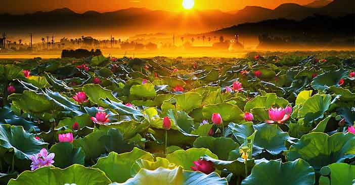 Như sen cuối hạ