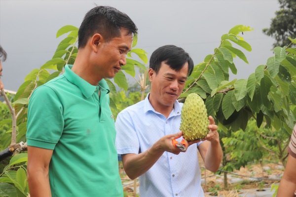 Trồng thành công na sầu riêng khổng lồ trên đất Sơn La