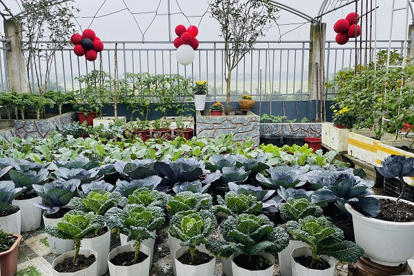 Kéo 800 bao đất lên sân thượng làm vườn