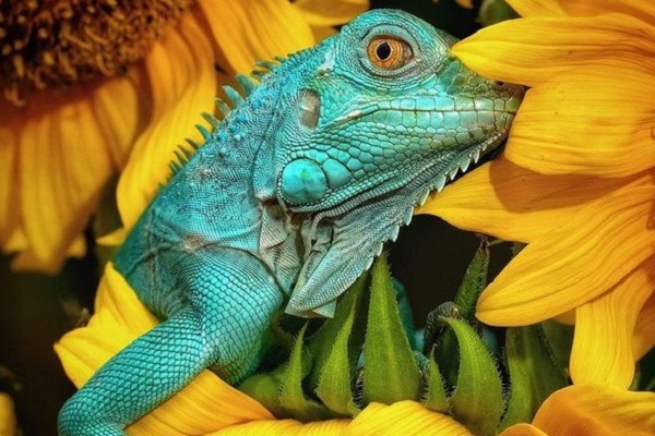 2 tác phẩm chụp tại Quảng Bình, Quảng Ngãi lọt top 50 bức ảnh đẹp nhất Animals2020 của Agora