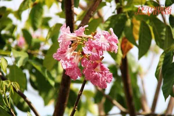 Hoa kèn hồng ở Nha Trang