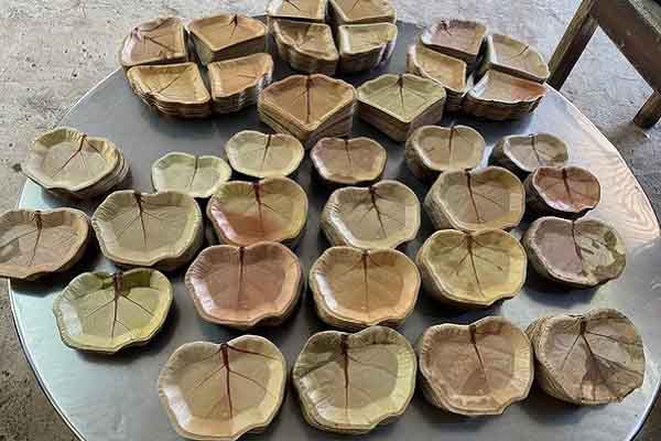 Đĩa làm từ lá bàng biển, nhanh chóng trở thành người bạn thân thiện với môi trường