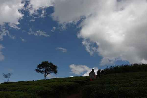 Nhớ đồi chè Cầu Đất – Tùy bút Võ Thiện Thanh