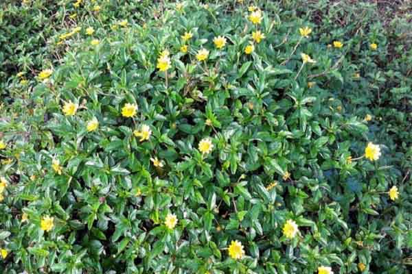 Đỗ Tư Nghĩa, Thi sĩ ở xứ Dã quỳ