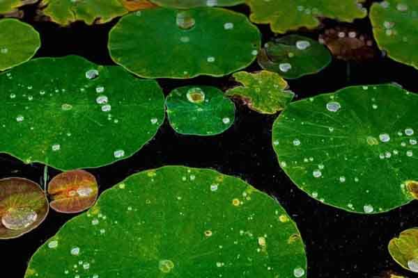 Cái ao sen – Tùy bút Võ Thiện Thanh