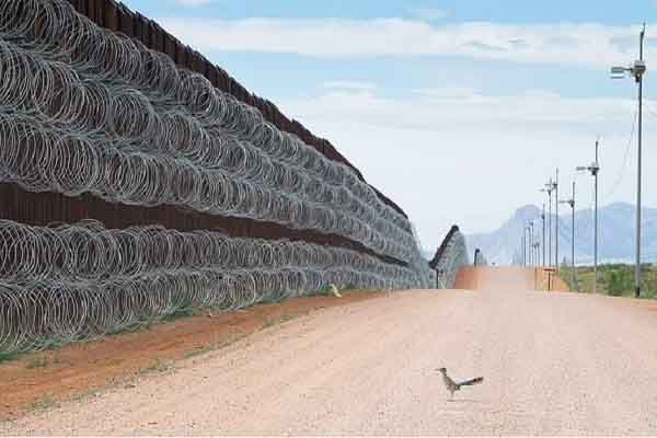 Bức ảnh chú gà lôi ‘bị phong tỏa’ chiến thắng cuộc thi nhiếp ảnh quốc tế