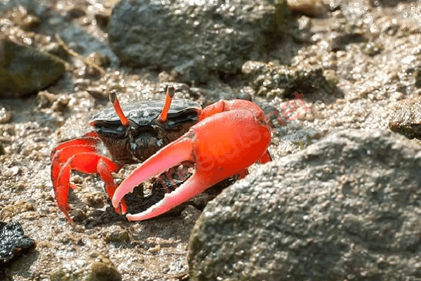 Về rẫy ăn còng