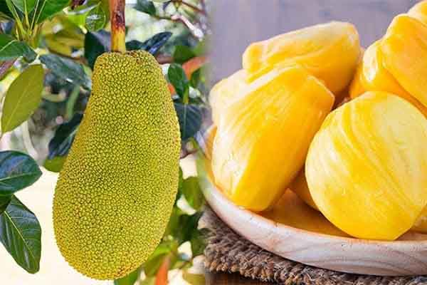 Lại viết về mít Nghĩa Hành