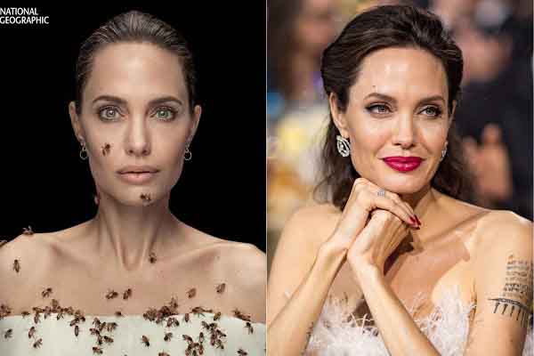 Angelina Jolie trong bộ ảnh bị ong bâu kín người, kêu gọi bảo tồn loài ong bản địa