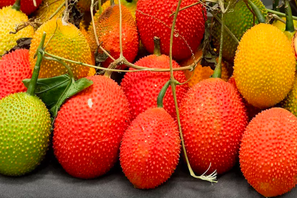 Khoa học chỉ ra những công dụng tuyệt vời của quả gấc đối với sức khỏe